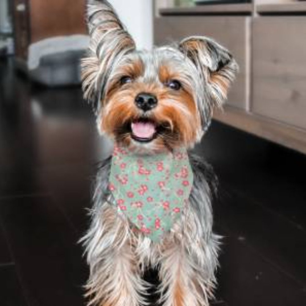 Triangle Bandana For Dog or Cat Japanese Cherryblo